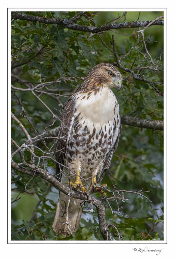 red-tailed hawk 1.jpg